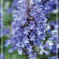 Nepeta NEPTUNE