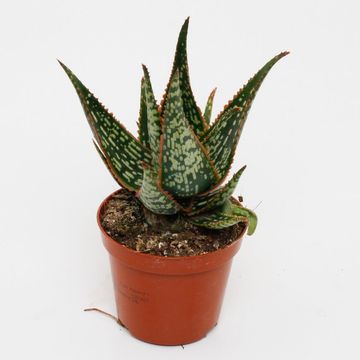 Aloe 'Carola'