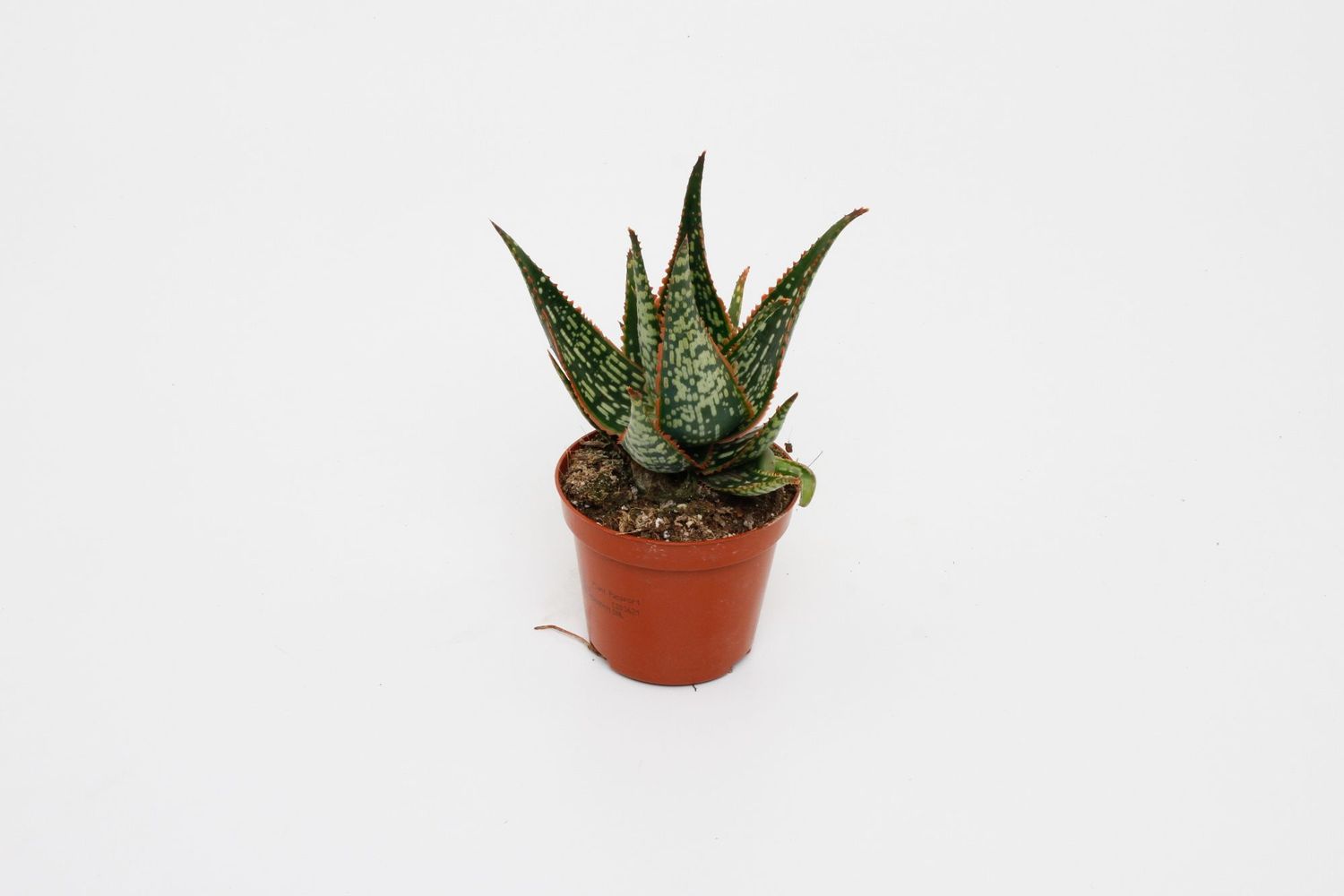 Aloe 'Carola'  Plant Wholesale FlorAccess
