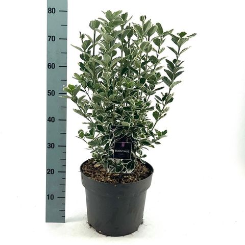 Euonymus japonicus 'Kathy'