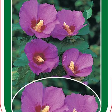Hibiscus syriacus RUSSIAN VIOLET