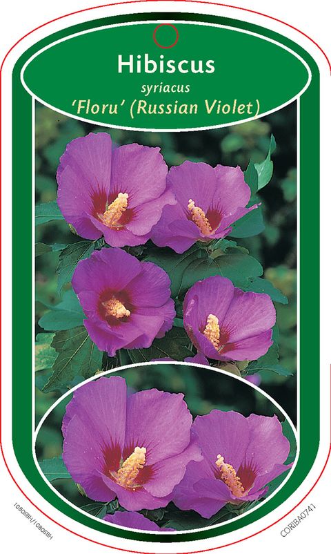 Hibiscus syriacus RUSSIAN VIOLET