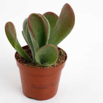 Kalanchoe thyrsiflora 'Oricula'