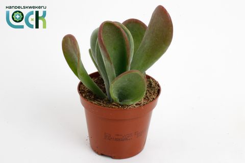 Kalanchoe thyrsiflora 'Oricula'