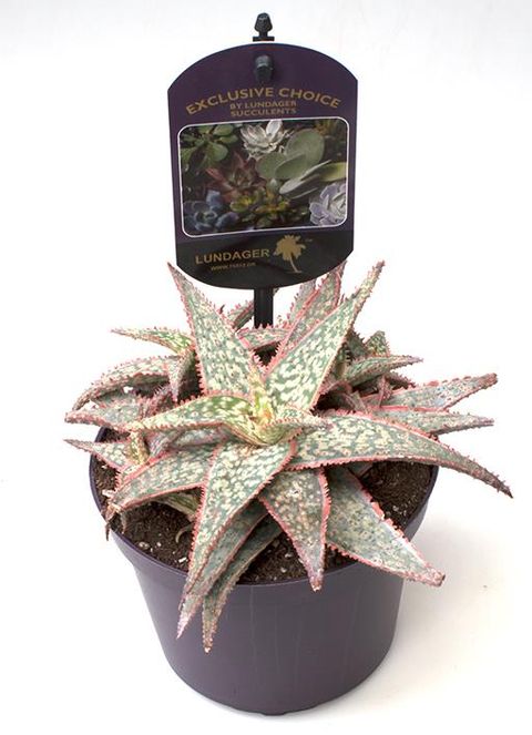 Aloe descoingsii