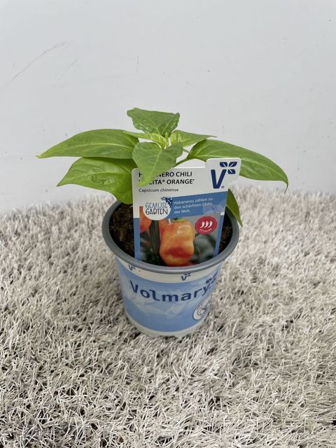 Capsicum annuum 'Calita Orange'