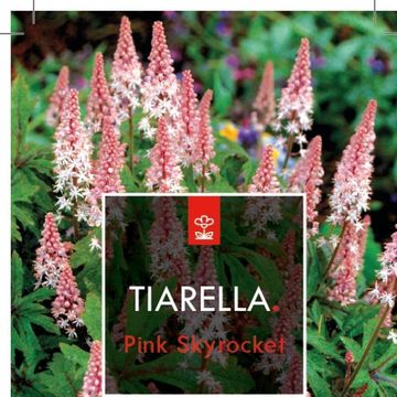 Tiarella 'Pink Skyrocket'