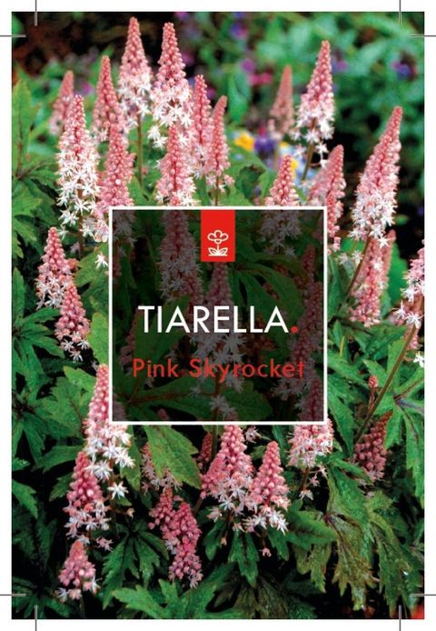 Tiarella 'Pink Skyrocket'