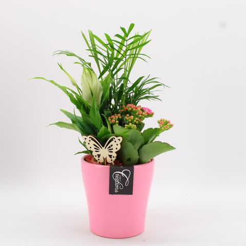 Kомпозиции Houseplants