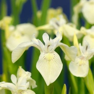 Iris pseudacorus
