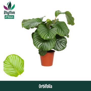 Calathea orbifolia