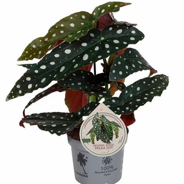 Begonia maculata