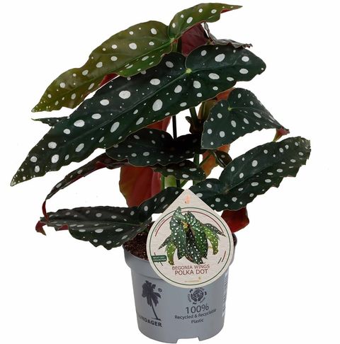 Begonia maculata