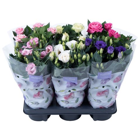 Eustoma MIX