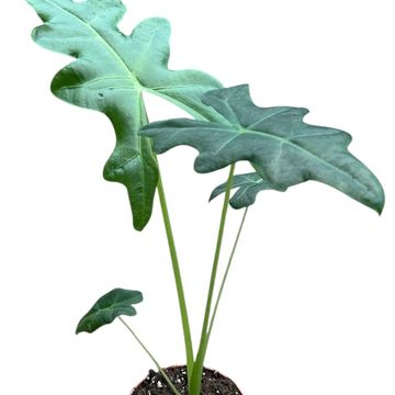 Alocasia portei