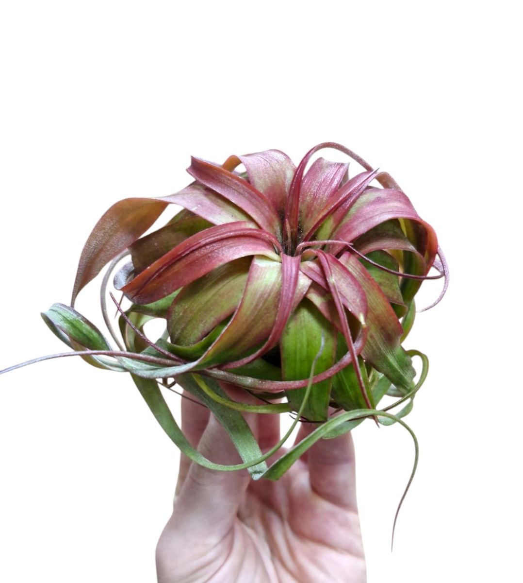 Tillandsia 'Eric Knobloch' — Plant Wholesale FlorAccess