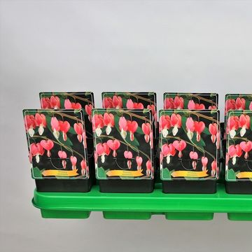 Dicentra spectabilis