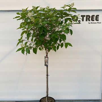 Hydrangea paniculata 'Phantom'