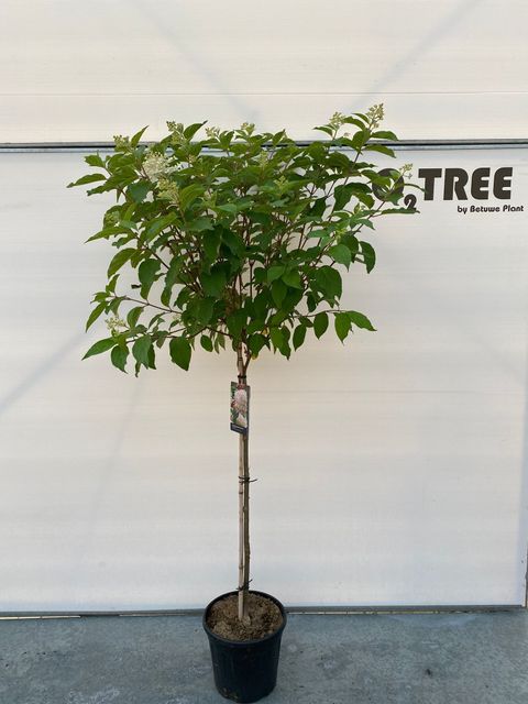 Hydrangea paniculata 'Phantom'