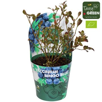 Vaccinium corymbosum 'Bingo Blue'