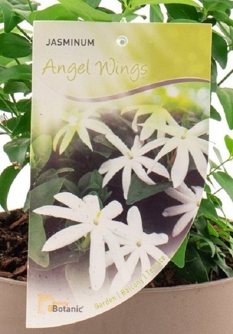 Jasminum laurifolium 'Angel Wing'