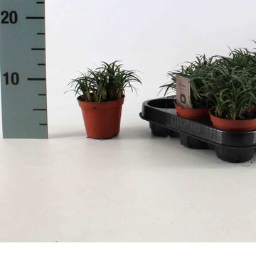 Ophiopogon japonicus 'Minor'