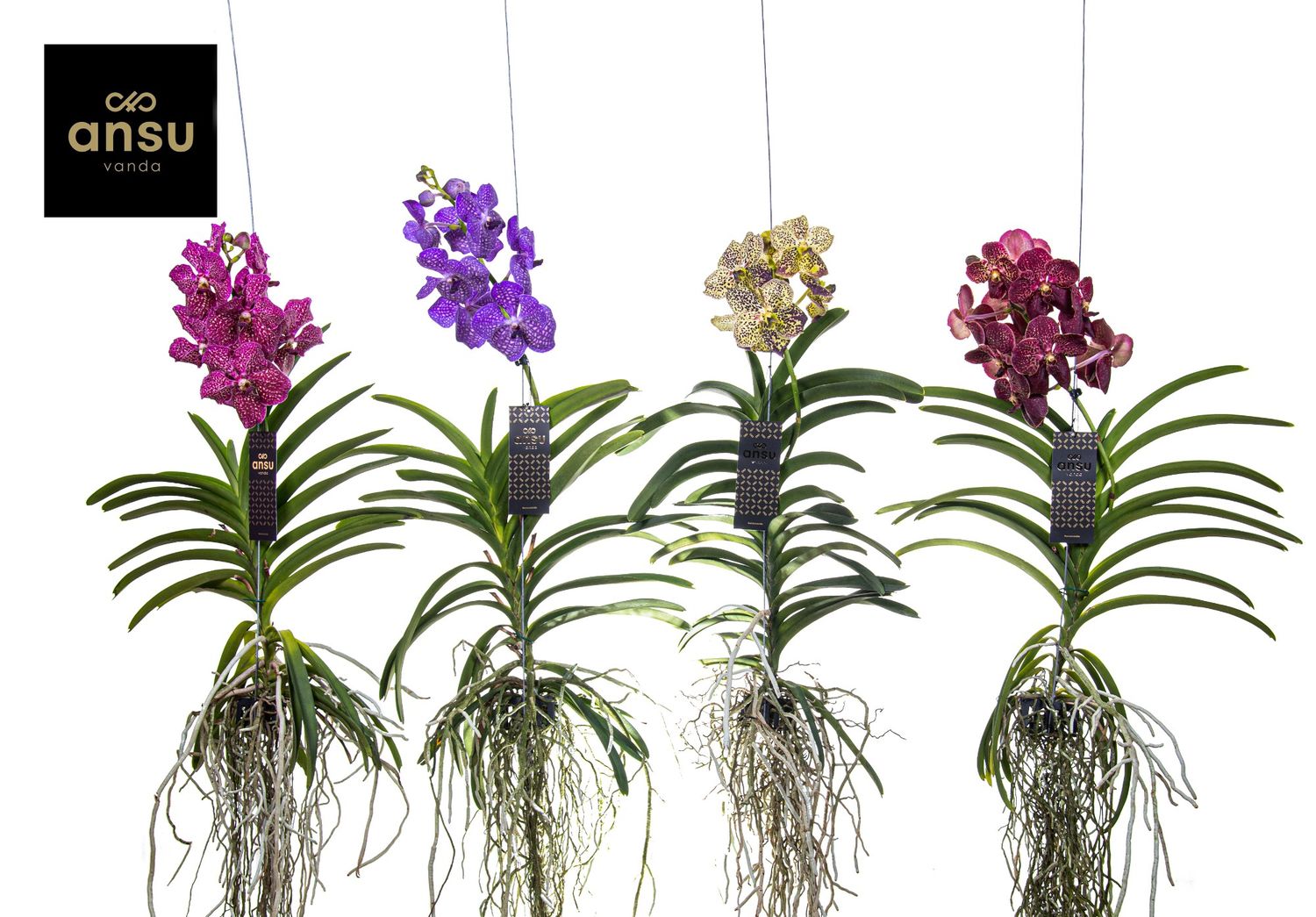 Vanda MIX — Grossiste en Plantes FlorAccess