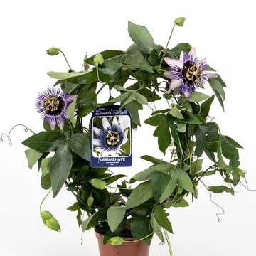 Passiflora caerulea