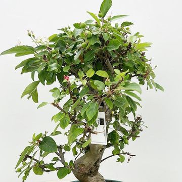 Malus halliana
