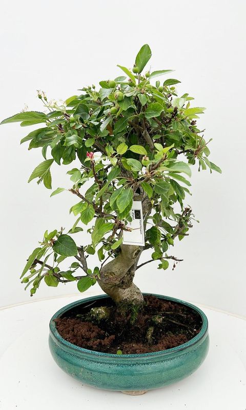 Malus halliana