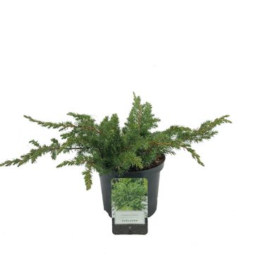 Juniperus conferta 'Schlager'