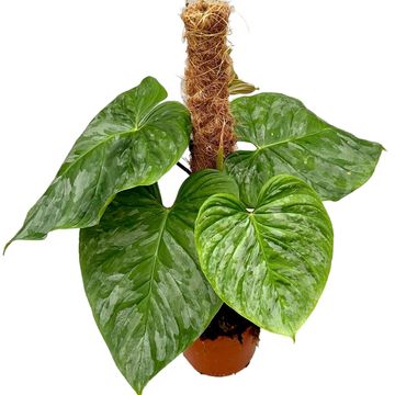 Philodendron 'Majestic'