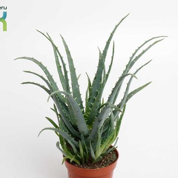 Aloe arborescens