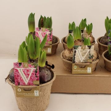 Hyacinthus Гиацинт восточный MIX