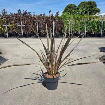 Phormium 'Maori Queen'