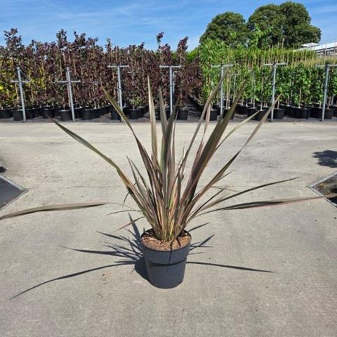 Phormium 'Maori Queen'