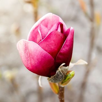 Magnolia 'Genie'