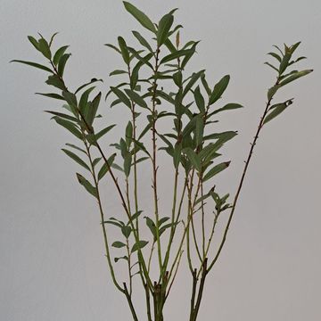 Salix gracilistyla 'Melanostachys'