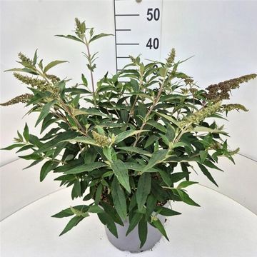 Buddleja davidii 'Violet Cascade'