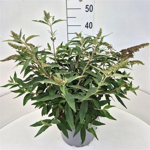 Buddleja davidii 'Violet Cascade'