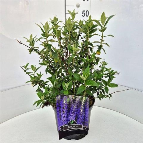 Buddleja davidii 'Empire Blue'