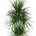 Dracaena marginata