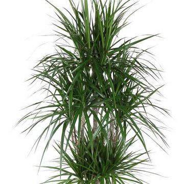 Dracaena marginata