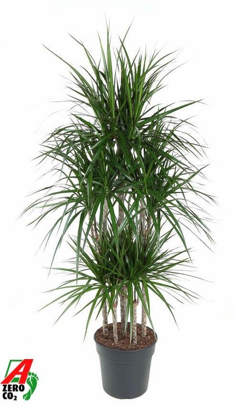 Dracaena marginata