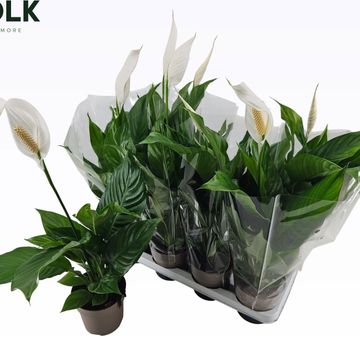 Spathiphyllum 'Sweet Silvio'