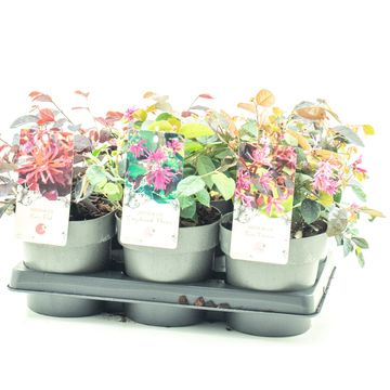 Loropetalum chinense MIX