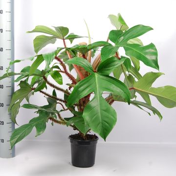 Filodendro squamiferum