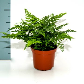 Polystichum tsus-simense