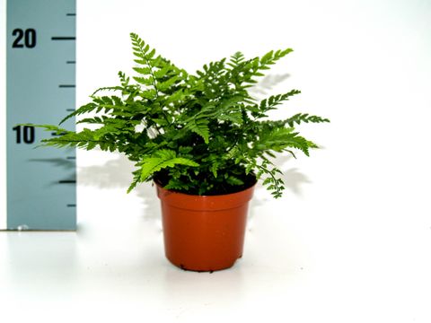 Athyrium spicatum