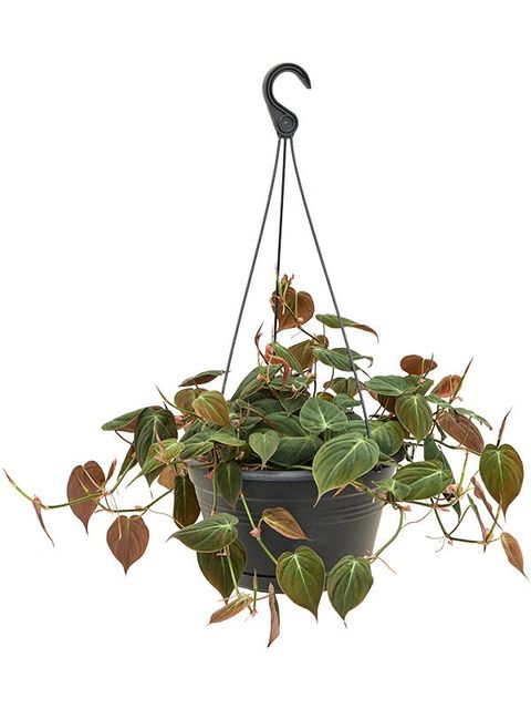 Philodendron scandens